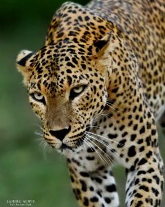 Wildlife Tour of Sri Lanka